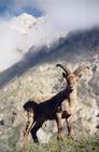 Fauna