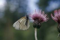 Niestrz�p g�ogowiec na kwitn�cym ostro�niu.