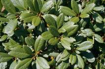 Rododendrony osi�gaj� wysoko�� 20-30 cm.
