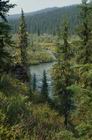 Na terenach podmok�ych przewa�aj� �wierki.