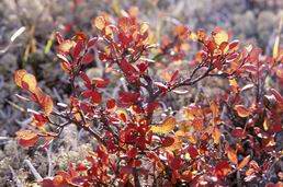 Borówka bagienna (Vaccinium uliginosum)