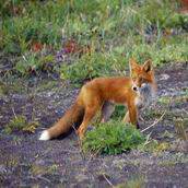 Lis (Vulpes vulpes).