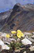 Mak (Papaver saichanese).