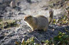 Suseł perełkowany (Citellus suslicus).