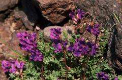 Ostrołódka (Oxytropis)