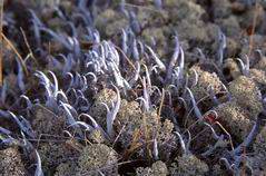 Porosty chrobotki (Cladoniae).