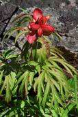 Piwonia (Paeonia)