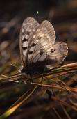 Niepylak apollo (Parnassius apollo).