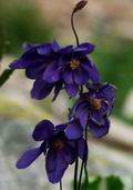 Orlik syberyjski (Aquilegia glandulosa)