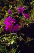 Pierwiosnka om±czona (Primula farinosa)