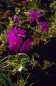 Pierwiosnka om±czona (Primula farinosa)
